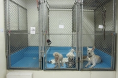 Visiting pets