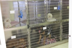 Pets recovering after surgery