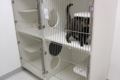 Cat Condo