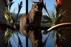 Dr. Berry's Cat Gary