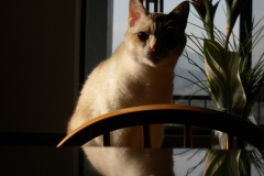 Dr. Berry's Cat Kita