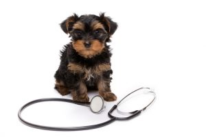 Agoura Hills Animal Hospital - We are here for you